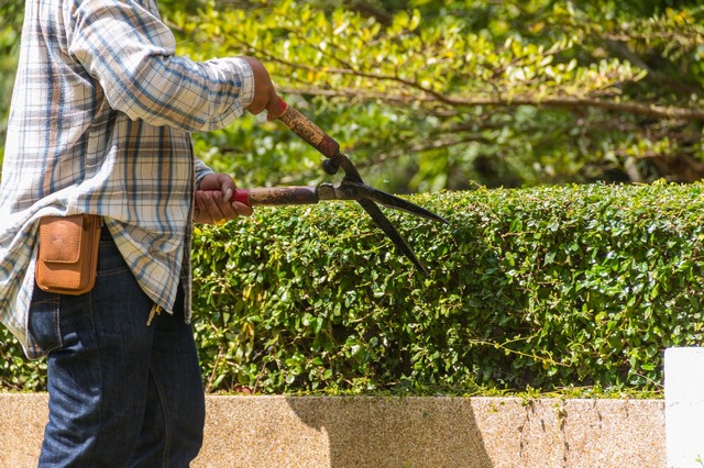 Garden Maintenance Hounslow, Lampton, TW3